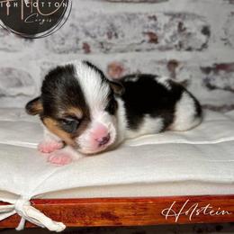 Holstein-Mismark - White and black male Pembroke Welsh Corgi puppy in Benton, Arkansas from High Cotton Corgis
