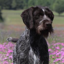Ork - German Wirehaired Pointer