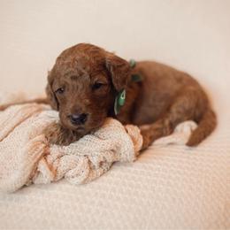 Nutmeg - Red  female Goldendoodle puppy in Georgia from Mother of Golden Doodles