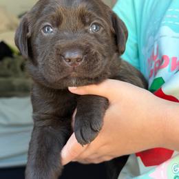 Teal Collar - Chocolate female Labrador Retriever puppy in Archer Lodge, North Carolina from Archer Lodge Labradors