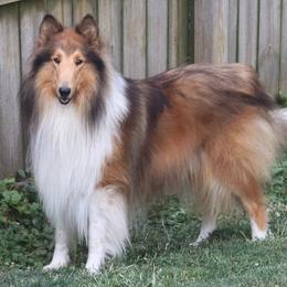 Collie All Grown Up from Garlind Ridge Collies