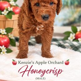 Honeycrisp - Red  male Goldendoodle puppy in Norcross, Georgia from Teddy Puppies