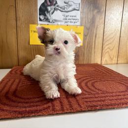 Boy 1 - Parti male Yorkshire Terrier puppy in Bear Creek, North Carolina from Yorkie Time