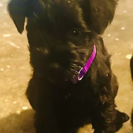 Girl 4 - Black female Miniature Schnauzer puppy in Crossville, Tennessee from Farmers Creek Kennel