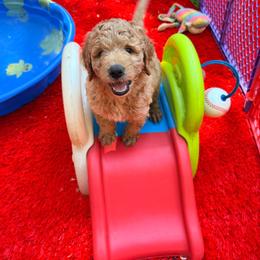 Black collar boy - Gold male Labradoodle puppy in Pollock Pines, California from Goindoodles