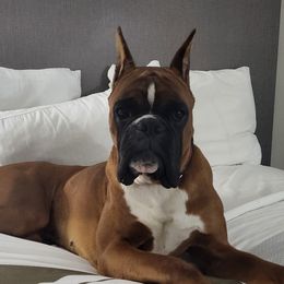 Boxer puppies from Cadogans Boxers