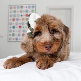 Fleur - female Golden Mountain Doodle puppy in Murray, Utah from Good Looking Dogs