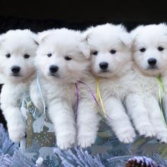 Yellow ribbon girl - White female Berger Blanc Suisse puppy in Ogden, Utah from Nordic Dreams White Shepherds