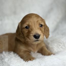 Iris - Red female Dachshund puppy in Goodyear, Arizona from D&C Royal Dachshunds LLC