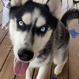 Siberian Huskies from Cyprus Point Kennels LLC