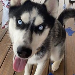 Siberian Huskies from Cyprus Point Kennels LLC