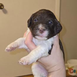 Purple collar - Brown and white female Bernedoodle puppy in Mckenzie, Tennessee from Small Town Doodles & Poodles
