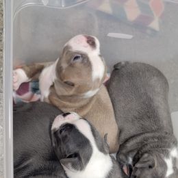 Boston Terrier Puppies from Sooner Bred Bostons