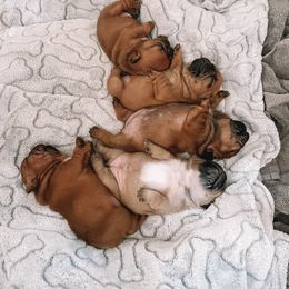French Bulldog Puppies from Ford Frenchies