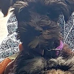 Miniature Schnauzers from The Miniature Life