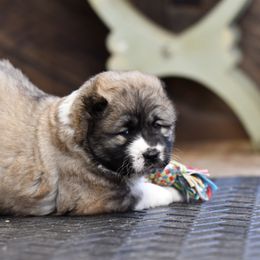 Caucasian Shepherd Dog Puppies from Sila V Krovi
