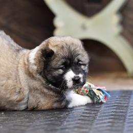 Caucasian Shepherd Dog Puppies from Sila V Krovi