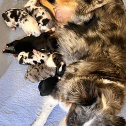 Miniature Australian Shepherd puppies from CenCal Mini Aussies