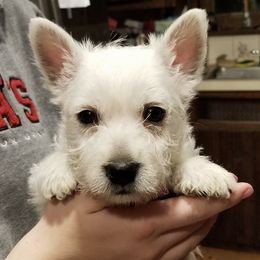 West Highland White Terriers from Bainbridge's Berners