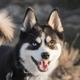 Pomsky