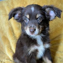 Boy 2 - Red tri male Miniature Australian Shepherd puppy in Hokes Bluff, Alabama from Alegria Toy Aussies