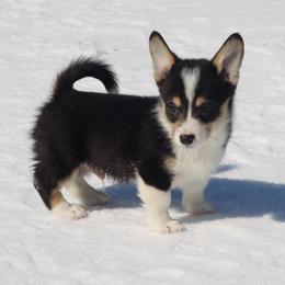 Chip - Black and tan male Pembroke Welsh Corgi puppy in Leonard, Texas from Southern Rose Corgis