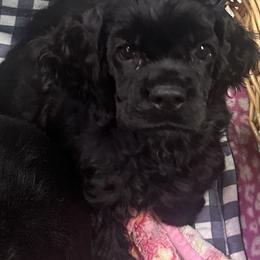 Boy 2 - Black male Cocker Spaniel puppy in Owosso, Michigan from Lapoco