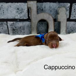 Cappuccino - Chocolate and tan male Dachshund puppy in Goodyear, Arizona from AZ Low Life Doxies