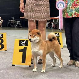 Mooji - Red female Shiba Inu puppy in Roseville, California from Tokubetsuna Shibas