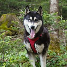 Fiona - Siberian Husky
