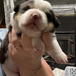 Pembroke Welsh Corgi Puppies from Little Leggs Corgis