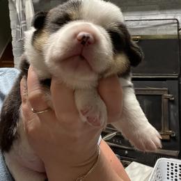 Pembroke Welsh Corgi Puppies from Little Leggs Corgis