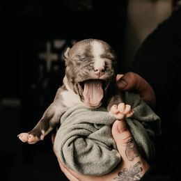 American Bully and Boston Terrier Puppies from Greenberg's Boston Terriers & Bullies of Metro Detroit