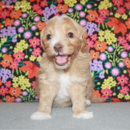 Lotus - Caramel female Australian Labradoodle puppy in Hackettstown, New Jersey from Sunny Heart Doodles