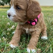 Assorted Doodle Crosses, Bernedoodles, Cavachons, Goldendoodles, and Spanish Water Dogs from PitterPatterPuppiesNJ