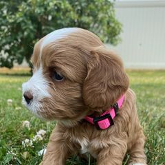 Assorted Doodle Crosses, Bernedoodles, Cavachons, Goldendoodles, and Spanish Water Dogs from PitterPatterPuppiesNJ