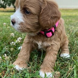 Assorted Doodle Crosses, Bernedoodles, Cavachons, Goldendoodles, and Spanish Water Dogs from PitterPatterPuppiesNJ