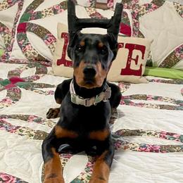 Ember - Black and rust female Doberman Pinscher puppy in Blanchester, Ohio from Battle Creek Dobermans