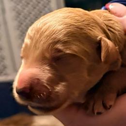 Casper - Blue collar - Apricot male Goldendoodle puppy in Puyallup, Washington from Dawnie’s Doodles