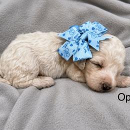 Opal - White female Poodle puppy in Flora, Illinois from Hanging Rock Poodles