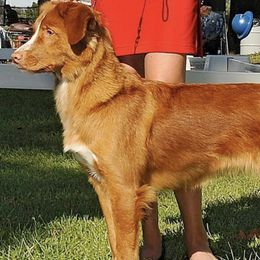 Nova Scotia Duck Tolling Retrievers from Mountain Ranch Tollers