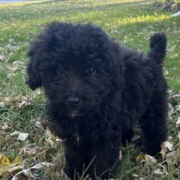 Koda - Black male Goldendoodle puppy in Centralia, Missouri from Oodles Of Doodles Mo.