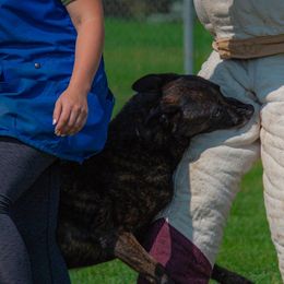 Belgian Malinois, Dutch Shepherds, and xDutch Shepherds from Von Der King Working Dogs