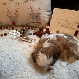 Shih Tzu Puppies from Wood Foo Breeders