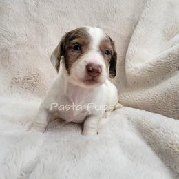 AKC Dr Pepper - Dapple male Dachshund puppy in Texarkana, Arkansas from Pasta Pups Miniature Dachshunds