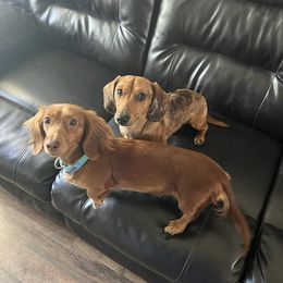 Dachshunds from 3C Miniature Dachshunds