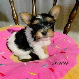 Yorkshire Terrier Puppies from Sweet Creations Yorkies