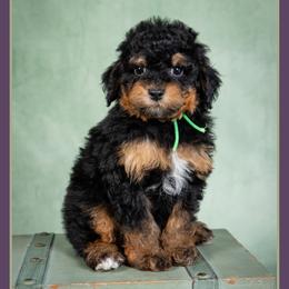 Jack - Black and tan male Cockapoo puppy in Connersville, Indiana from Deaz Doodle Ranch