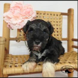 AKC 26007 - Salt and pepper female Miniature Schnauzer puppy in Mount Airy, Georgia from Miniature Schnauzers GA, LLC