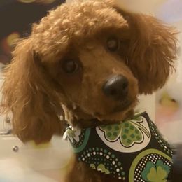 Poodles from Corduroy